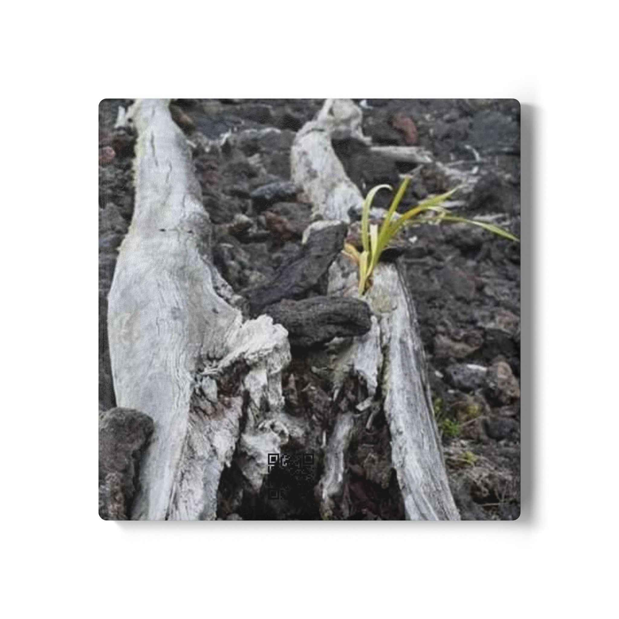 Driftwood Nature Ceramic Coaster — Rustic Woodland Drink Coaster